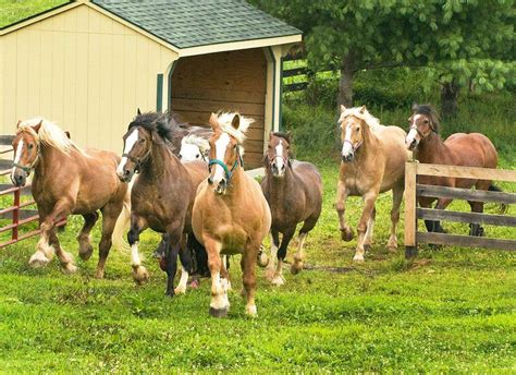 Gentle giants horse rescue - Gentle Giants Draft Horse Rescue. 17250 Old Frederick Road, Mount Airy, MD, 21771, United States. 443-285-3835 info@gentlegiants.org. Hours . Donate Donate with ... 